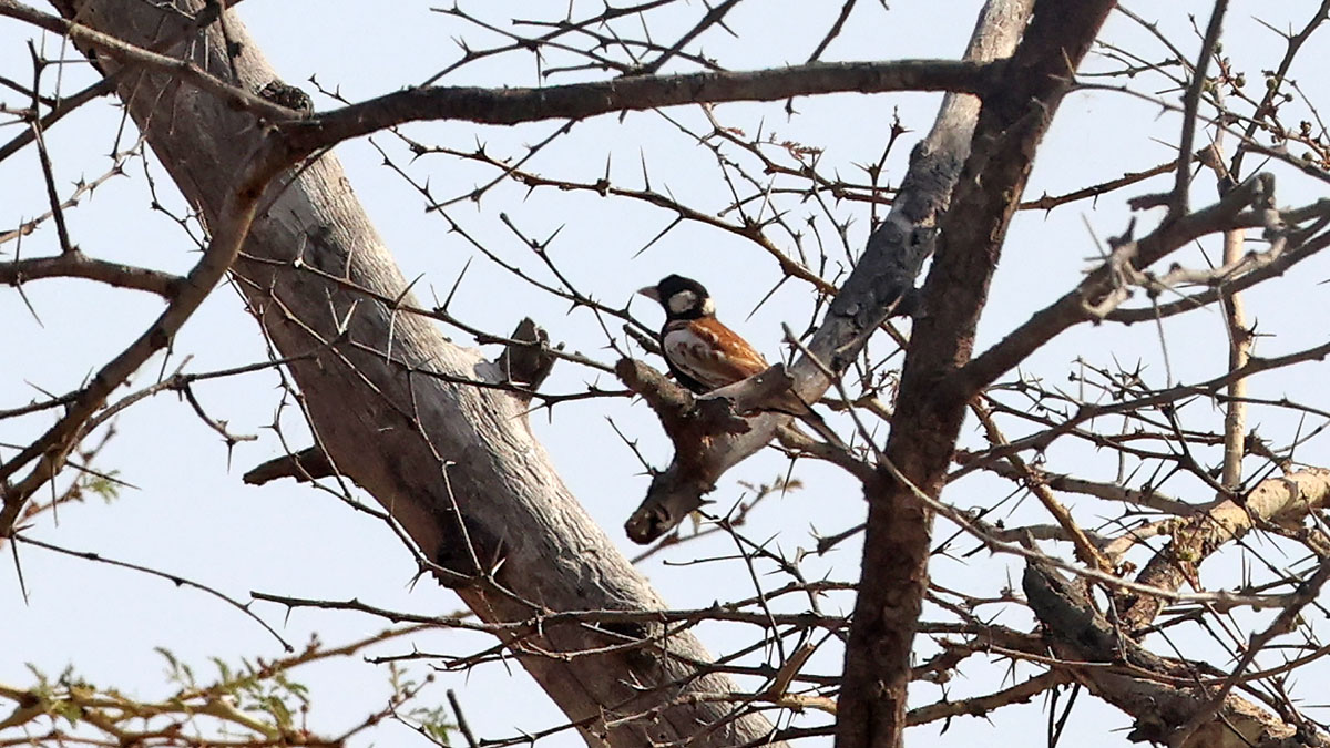 Chestnut-backed Sparrow